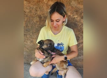 SHOGUN - gerettet aus der Horror Tötung Slatina, Ostern'22