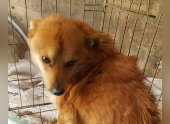 TANNER - gerettet aus Horror Tötung Slatina, Ostern'22 TANNER - gerettet aus Horror Tötung Slatina, Ostern'22