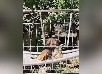 SHOGUN gerettet aus Horror Tötung Slatina, Ostern'22