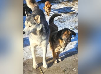 SHOGUN - gerettet aus der Horror Tötung Slatina, Ostern'22