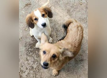 MAI - Baby unserer Straßenhündin April