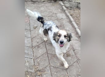 MAI - Baby unserer Straßenhündin April