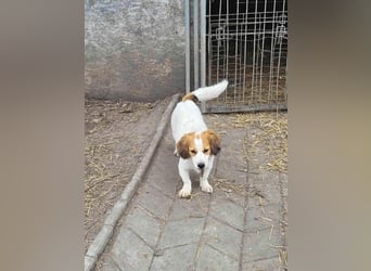 MAI - Baby unserer Straßenhündin April