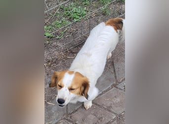 MAI - Baby unserer Straßenhündin April