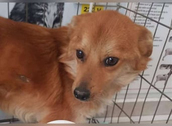 TANNER - gerettet aus Horror Tötung Slatina, Ostern'22