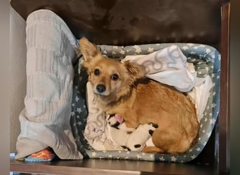 Ju'Ni - Baby unserer Straßenhündin April