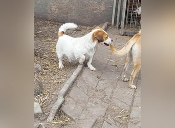 MAI - Baby unserer Straßenhündin April