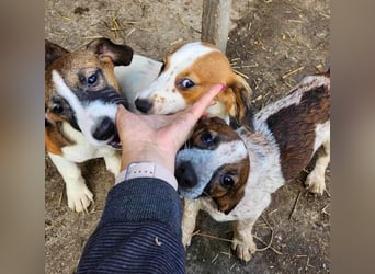 MAI - Baby unserer Straßenhündin April