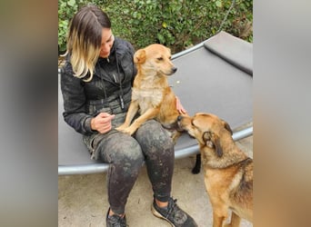 TANNER - gerettet aus Horror Tötung Slatina, Ostern'22 TANNER - gerettet aus Horror Tötung Slatina, Ostern'22