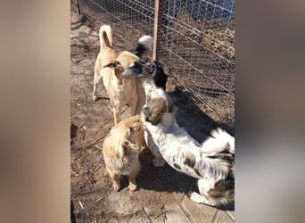 Ju'Ni - Baby unserer Straßenhündin April