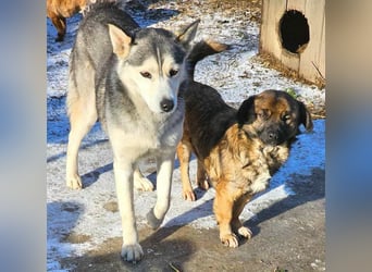 SHOGUN - gerettet aus der Horror Tötung Slatina, Ostern'22