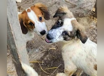 Ju'Ni - Baby unserer Straßenhündin April