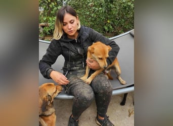 TANNER - gerettet aus Horror Tötung Slatina, Ostern'22