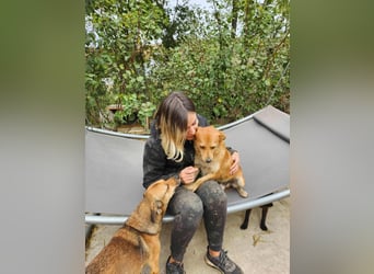 TANNER - gerettet aus Horror Tötung Slatina, Ostern'22 TANNER - gerettet aus Horror Tötung Slatina, Ostern'22