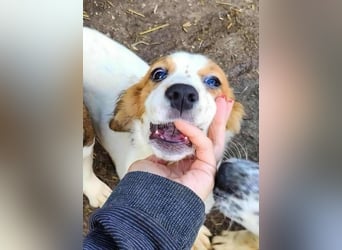 MAI - Baby unserer Straßenhündin April