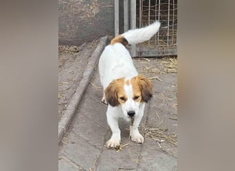 MAI - Baby unserer Straßenhündin April