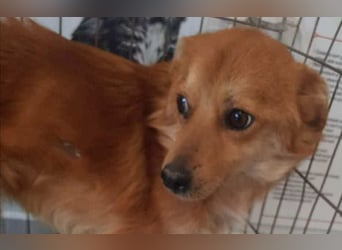 TANNER - gerettet aus Horror Tötung Slatina, Ostern'22