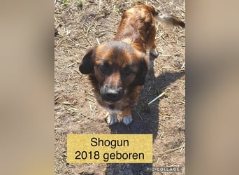 SHOGUN ♥ - Gerettet aus der Horror Tötung Slatina, Ostern'22