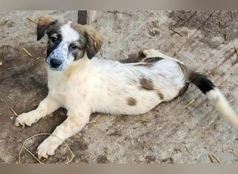 Ju'Ni - Baby unserer Straßenhündin April