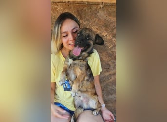 SHOGUN ♥ - Gerettet aus der Horror Tötung Slatina, Ostern'22