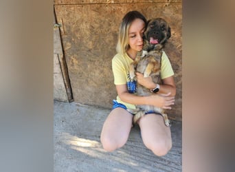 SHOGUN gerettet aus Horror Tötung Slatina, Ostern'22