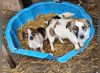 Ju'Ni - Baby unserer Straßenhündin April