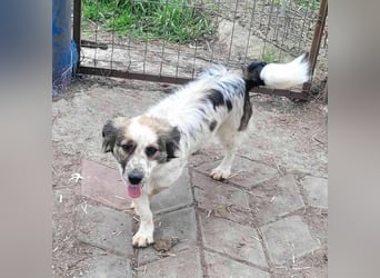 Ju'Ni - Baby unserer Straßenhündin April