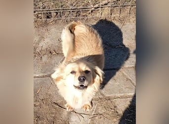 MAI - Baby unserer Straßenhündin April