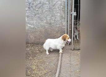 MAI - Baby unserer Straßenhündin April