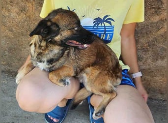 SHOGUN ♥ - Gerettet aus der Horror Tötung Slatina, Ostern'22