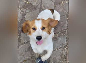 MAI - Baby unserer Straßenhündin April