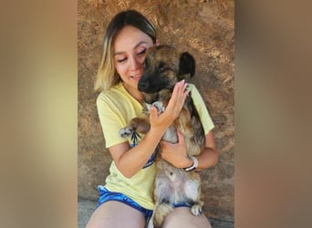 SHOGUN ♥ - Gerettet aus der Horror Tötung Slatina, Ostern'22