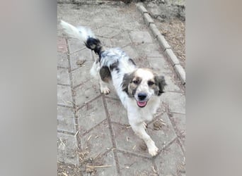 Ju'Ni - Baby unserer Straßenhündin April