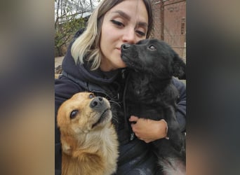 TANNER - gerettet aus Horror Tötung Slatina, Ostern'22 TANNER - gerettet aus Horror Tötung Slatina, Ostern'22