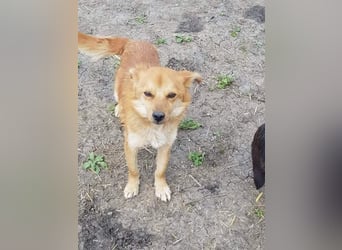 TANNER - gerettet aus Horror Tötung Slatina, Ostern'22 TANNER - gerettet aus Horror Tötung Slatina, Ostern'22