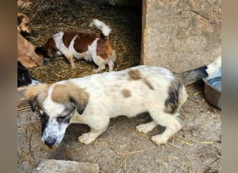 Ju'Ni - Baby unserer Straßenhündin April