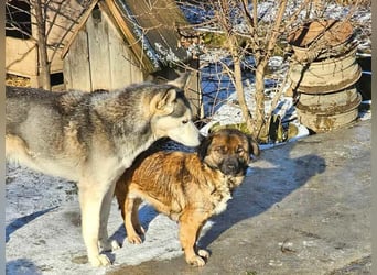 SHOGUN gerettet aus Horror Tötung Slatina, Ostern'22