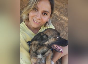 SHOGUN gerettet aus Horror Tötung Slatina, Ostern'22