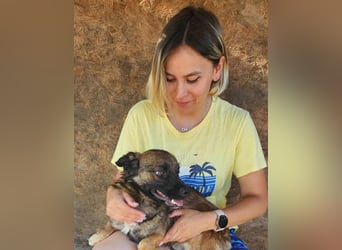 SHOGUN gerettet aus Horror Tötung Slatina, Ostern'22