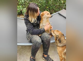 TANNER - gerettet aus Horror Tötung Slatina, Ostern'22 TANNER - gerettet aus Horror Tötung Slatina, Ostern'22