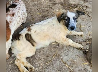 Ju'Ni - Baby unserer Straßenhündin April