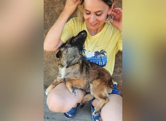 SHOGUN - gerettet aus der Horror Tötung Slatina, Ostern'22