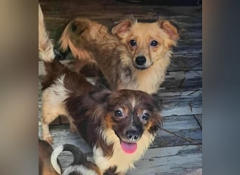 Ju'Ni - Baby unserer Straßenhündin April