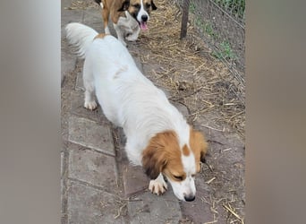 MAI - Baby unserer Straßenhündin April