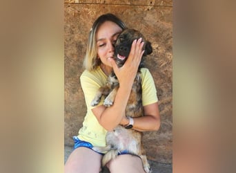 SHOGUN gerettet aus Horror Tötung Slatina, Ostern'22