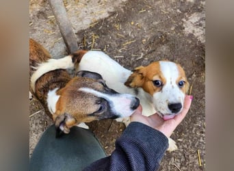 MAI - Baby unserer Straßenhündin April