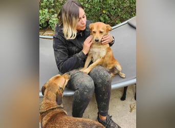 TANNER - gerettet aus Horror Tötung Slatina, Ostern'22 TANNER - gerettet aus Horror Tötung Slatina, Ostern'22