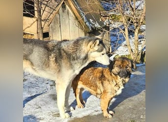 SHOGUN gerettet aus Horror Tötung Slatina, Ostern'22