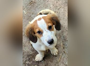 MAI - Baby unserer Straßenhündin April