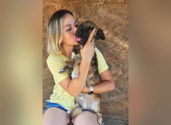 SHOGUN - gerettet aus der Horror Tötung Slatina, Ostern'22